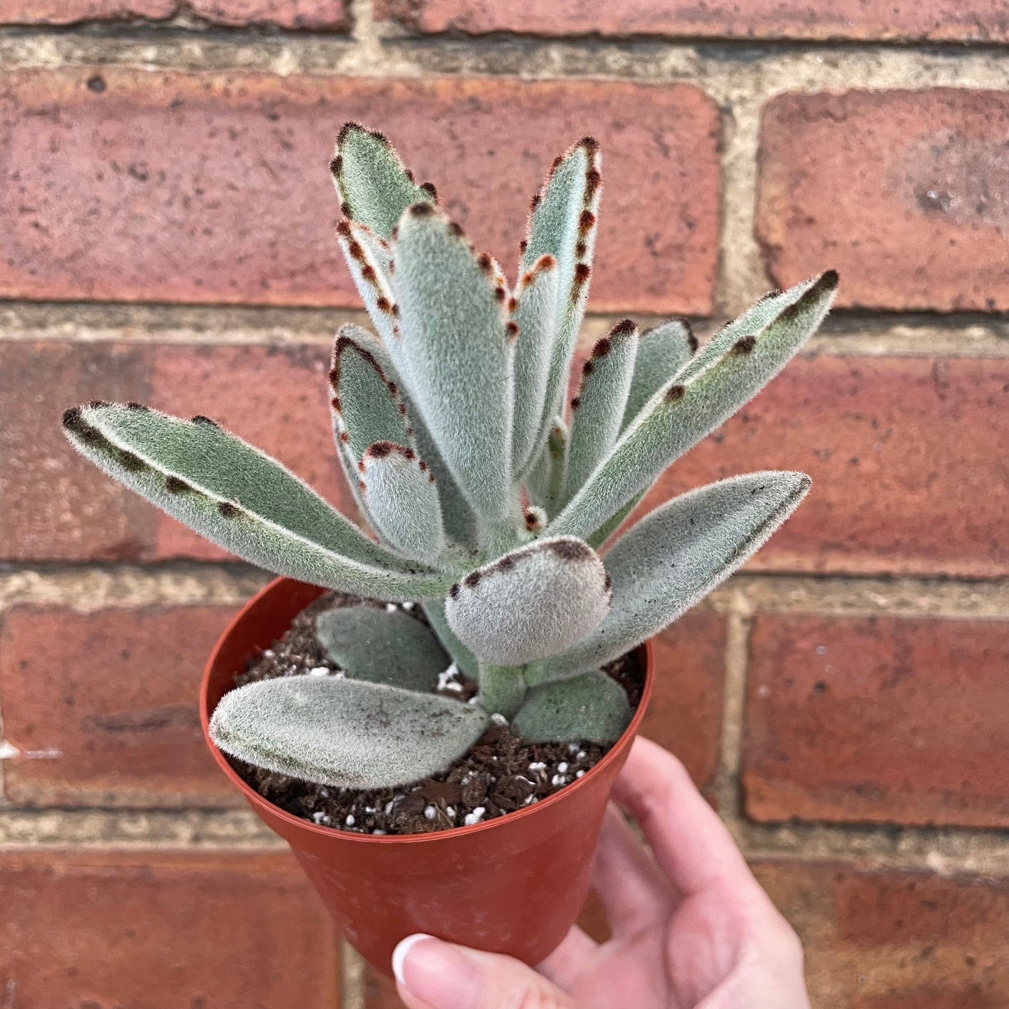 #houseplant## - #plantbaby#