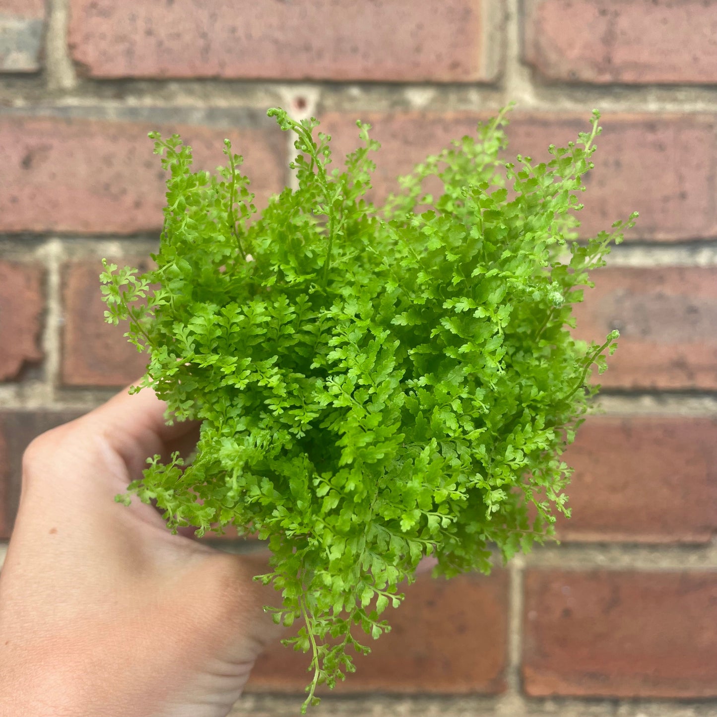 #houseplant## - #plantbaby#