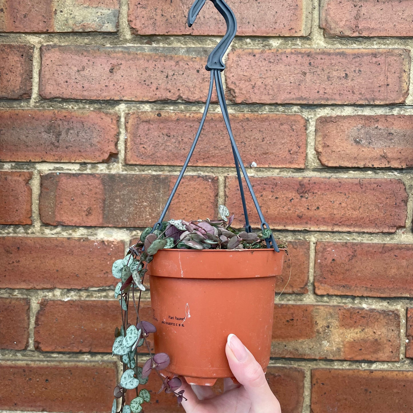 #houseplant## - #plantbaby#