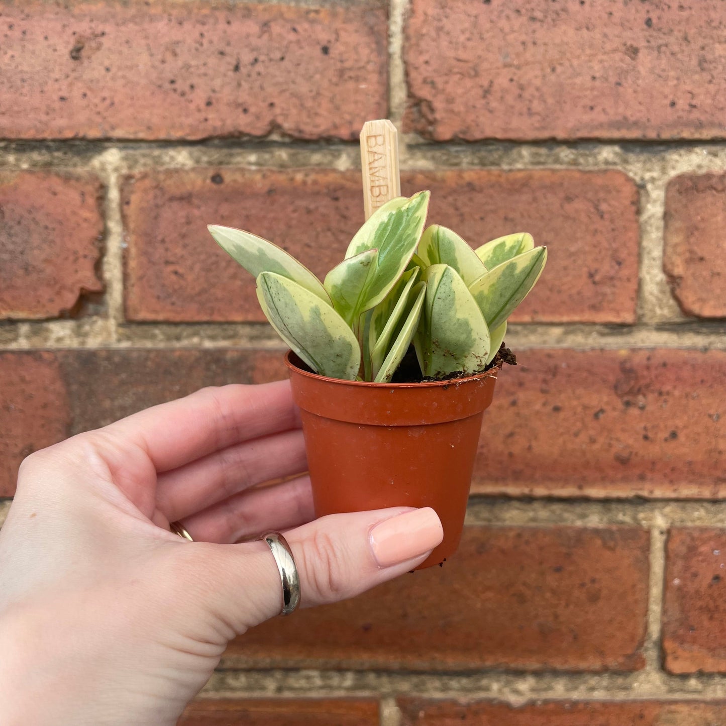 #houseplant## - #plantbaby#