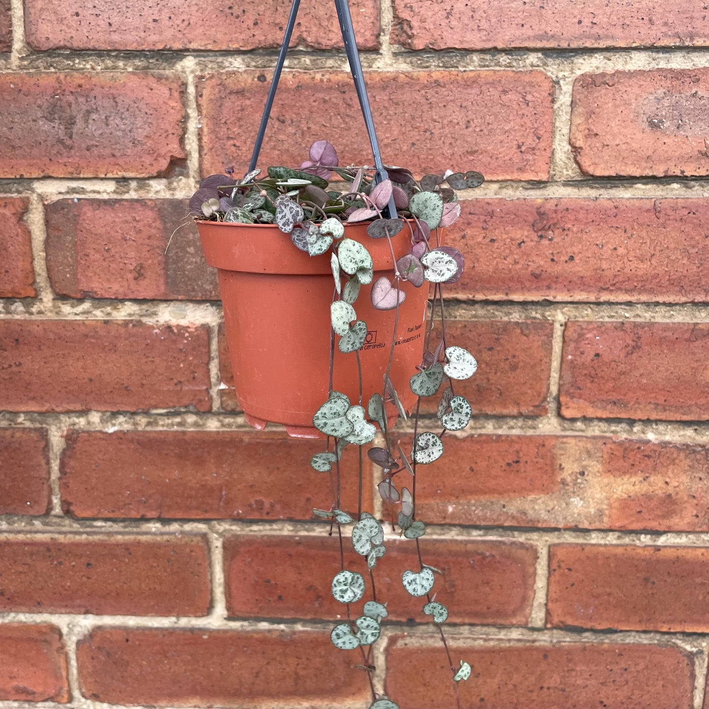 #houseplant## - #plantbaby#