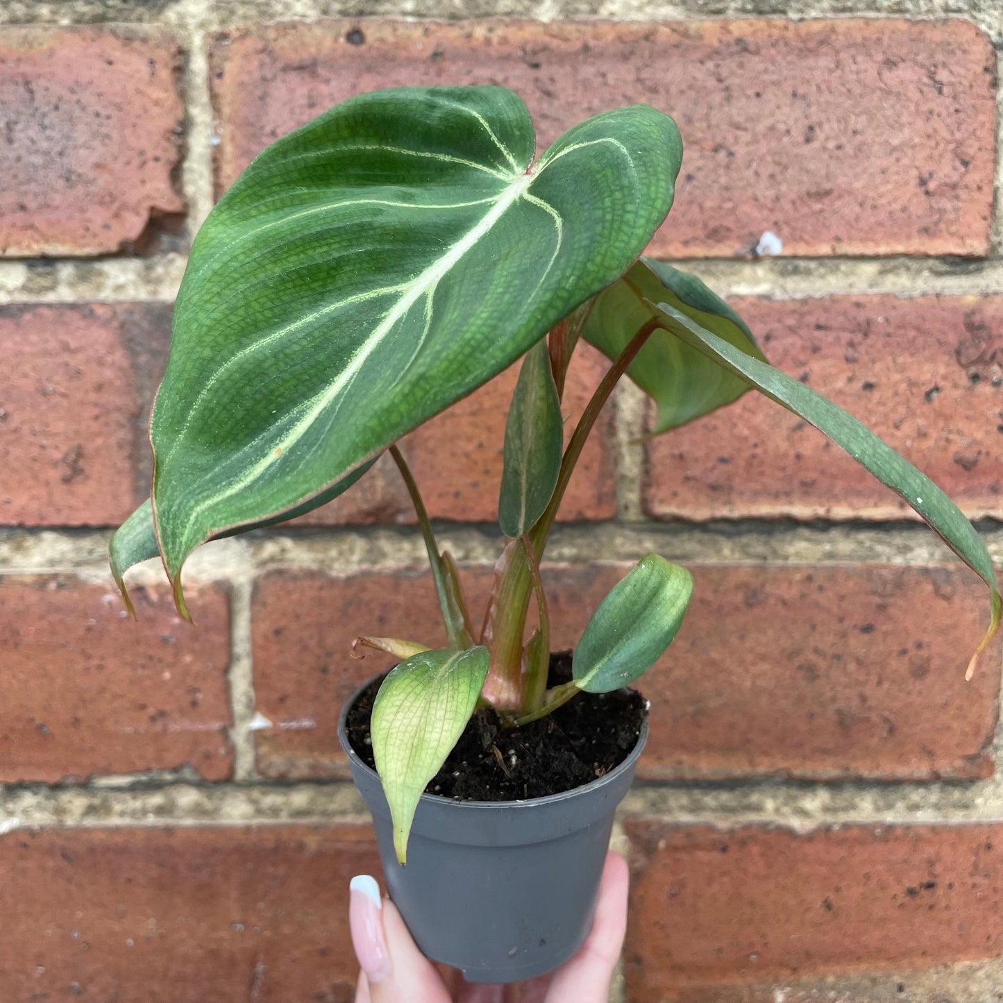 #houseplant## - #plantbaby#