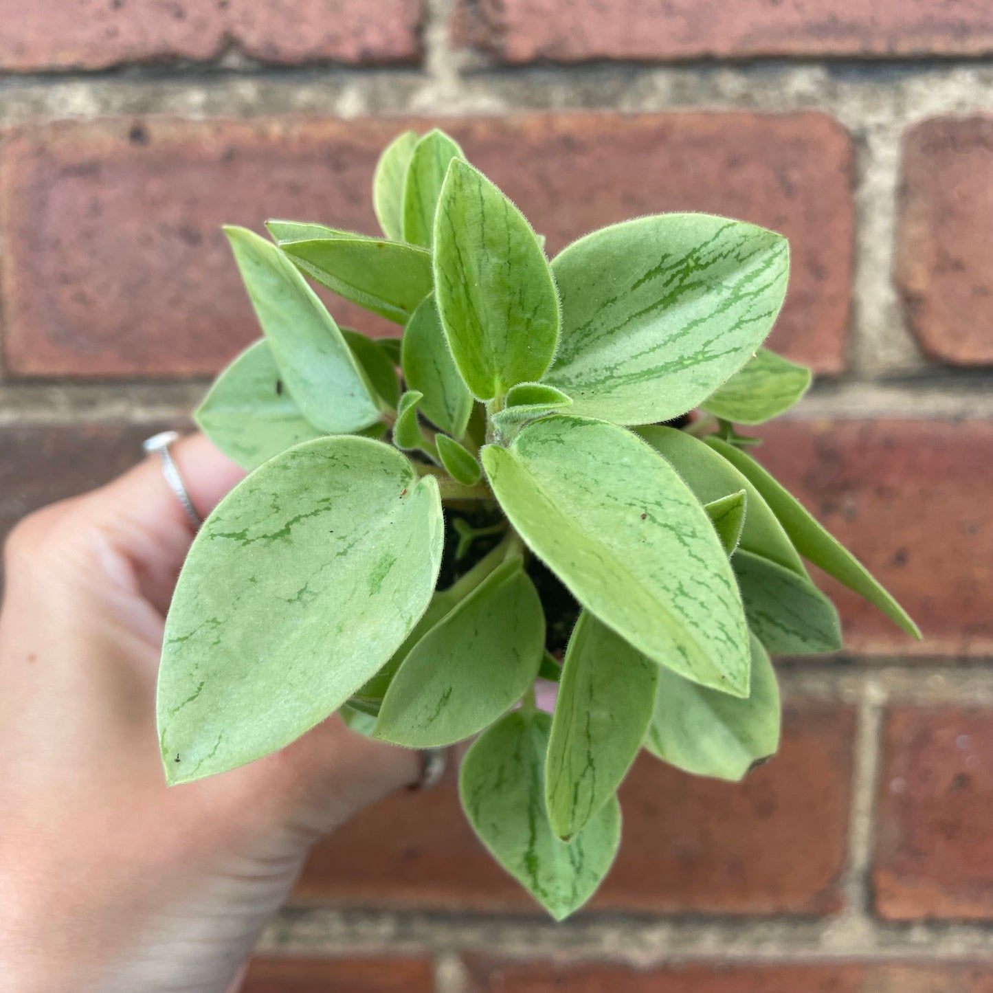 #houseplant## - #plantbaby#