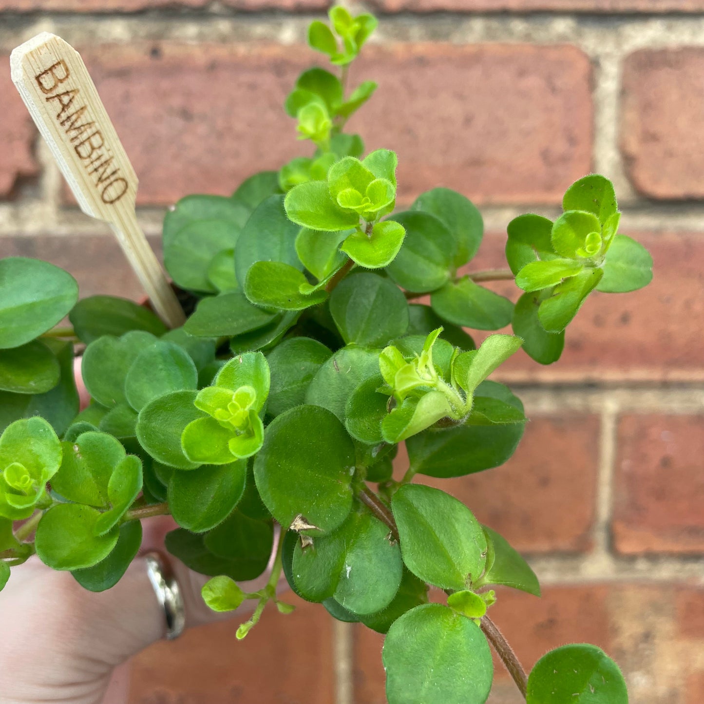 #houseplant## - #plantbaby#