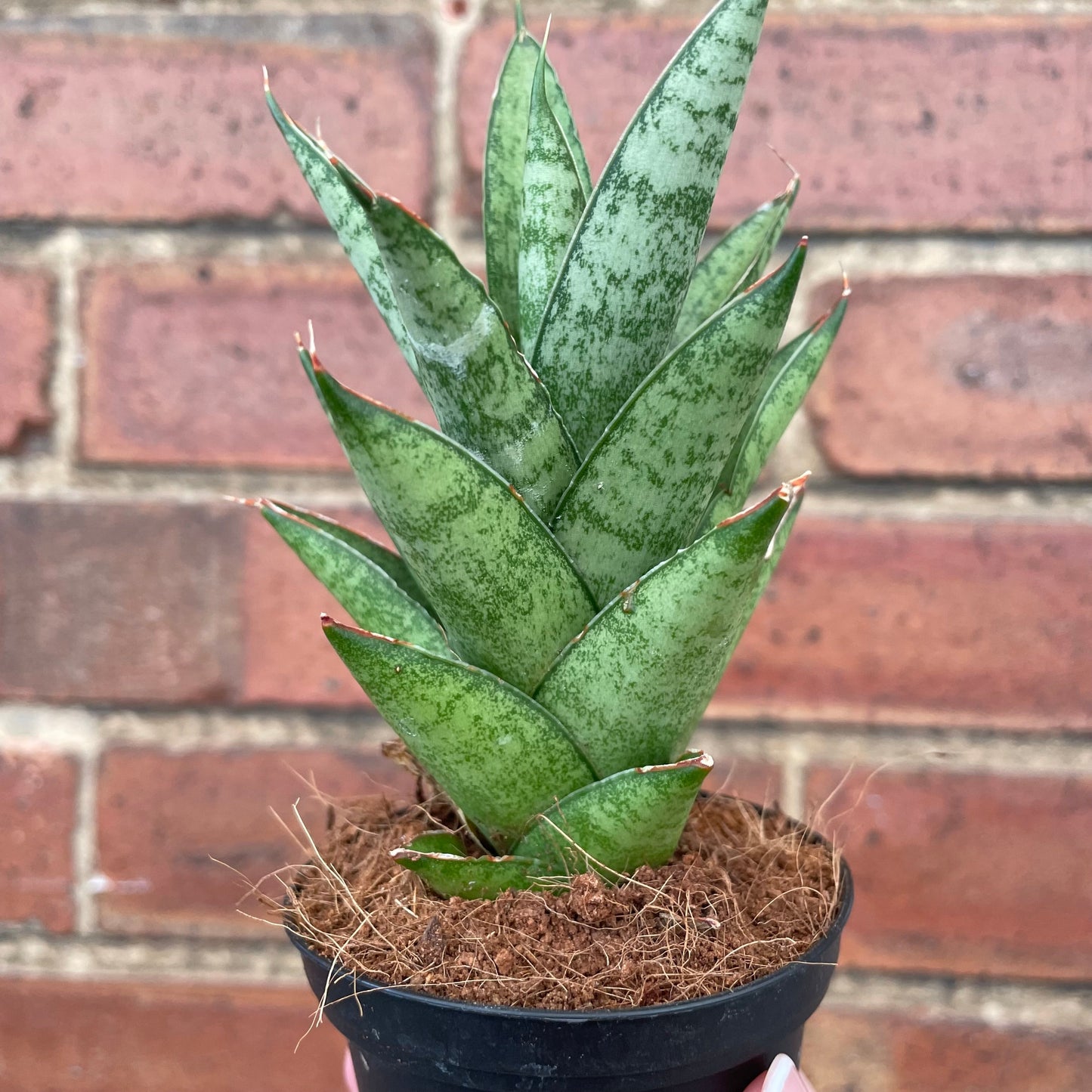 #houseplant## - #plantbaby#