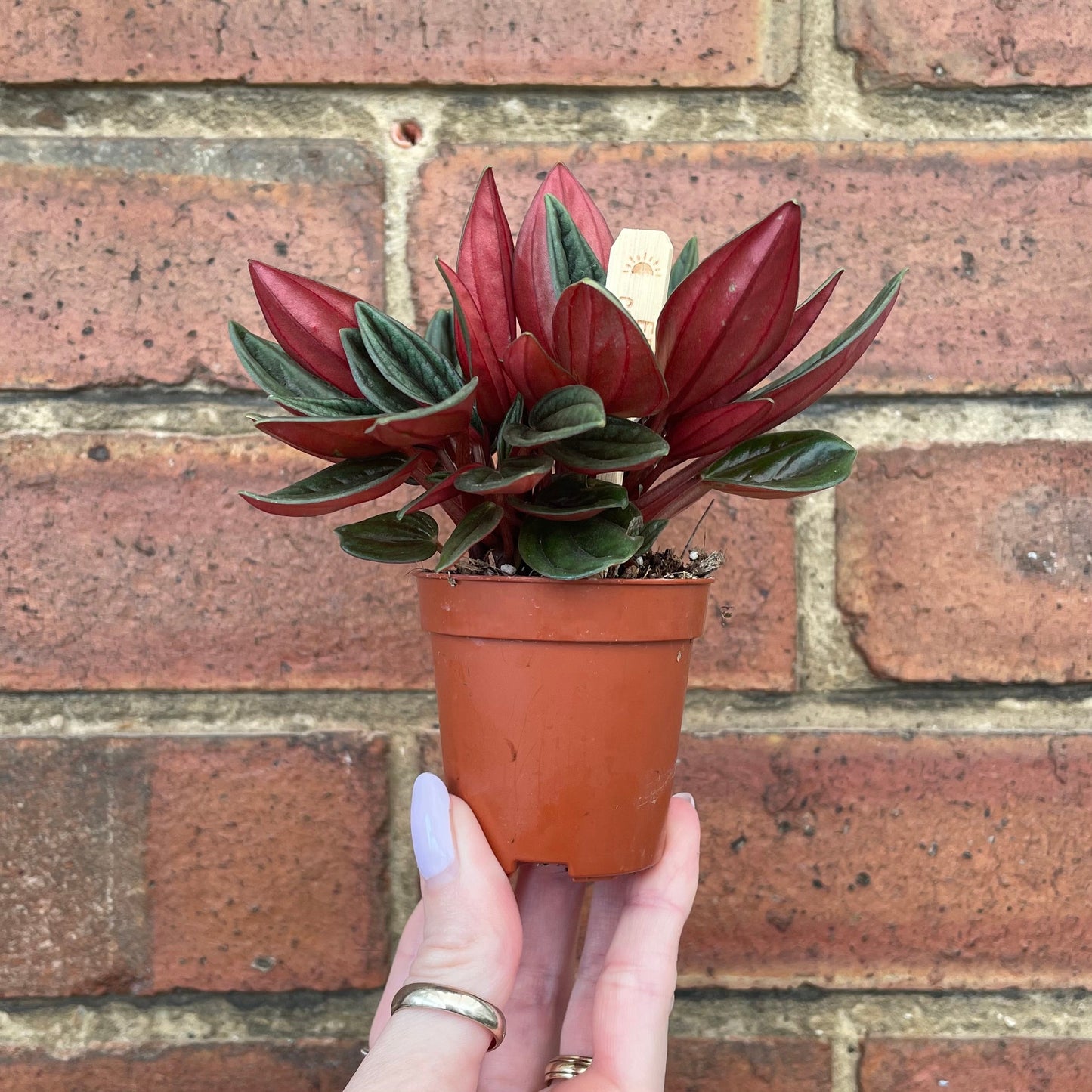 #houseplant## - #plantbaby#