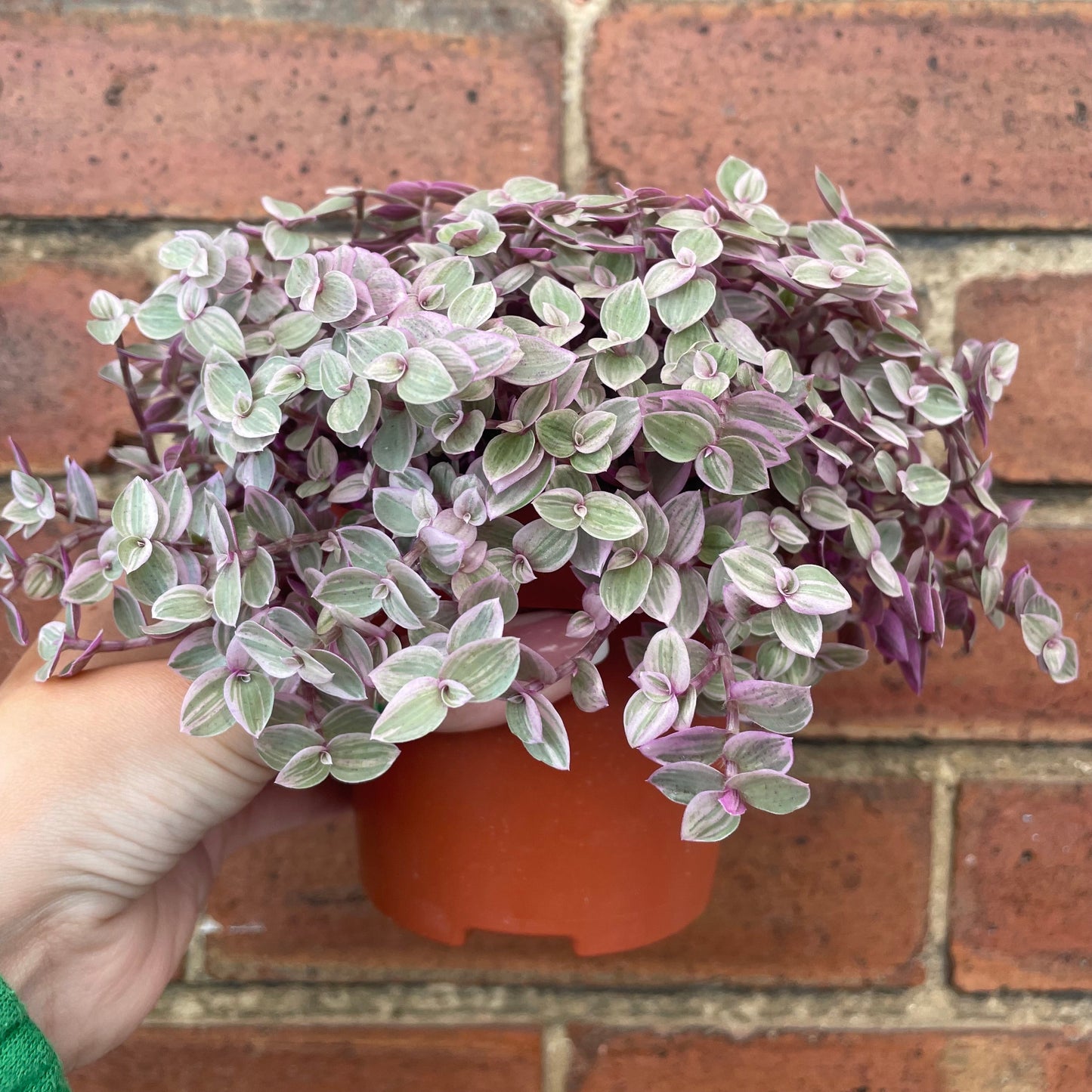 #houseplant## - #plantbaby#