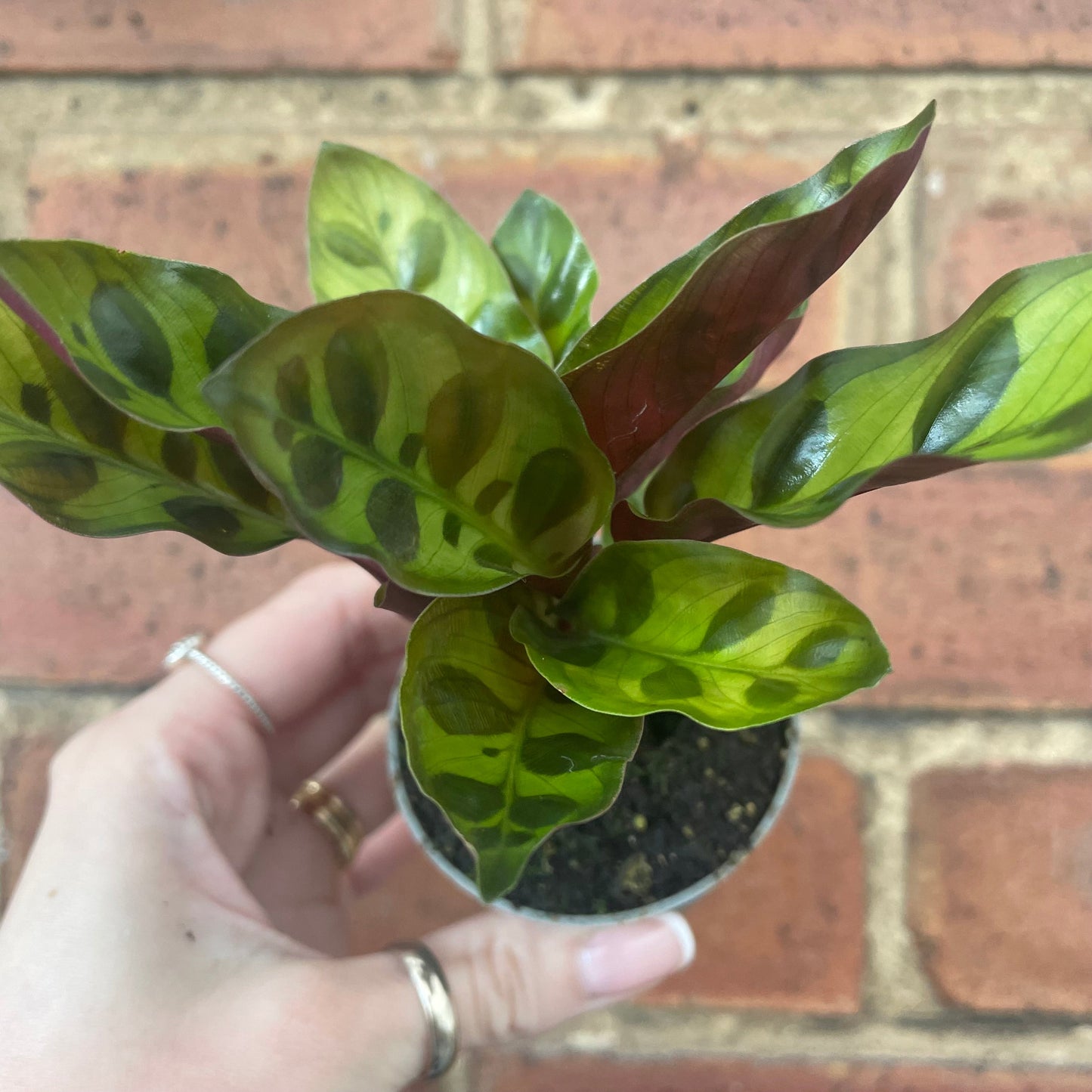 #houseplant## - #plantbaby#