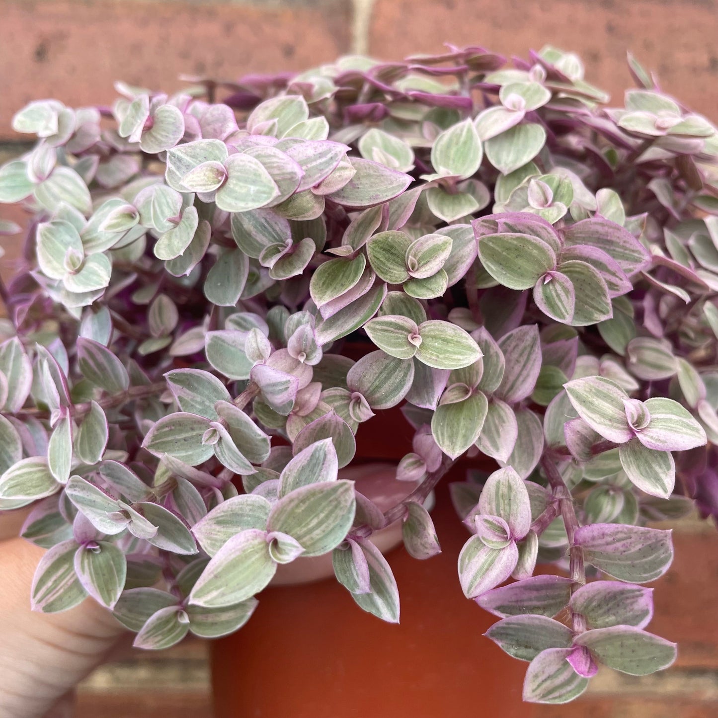 #houseplant## - #plantbaby#