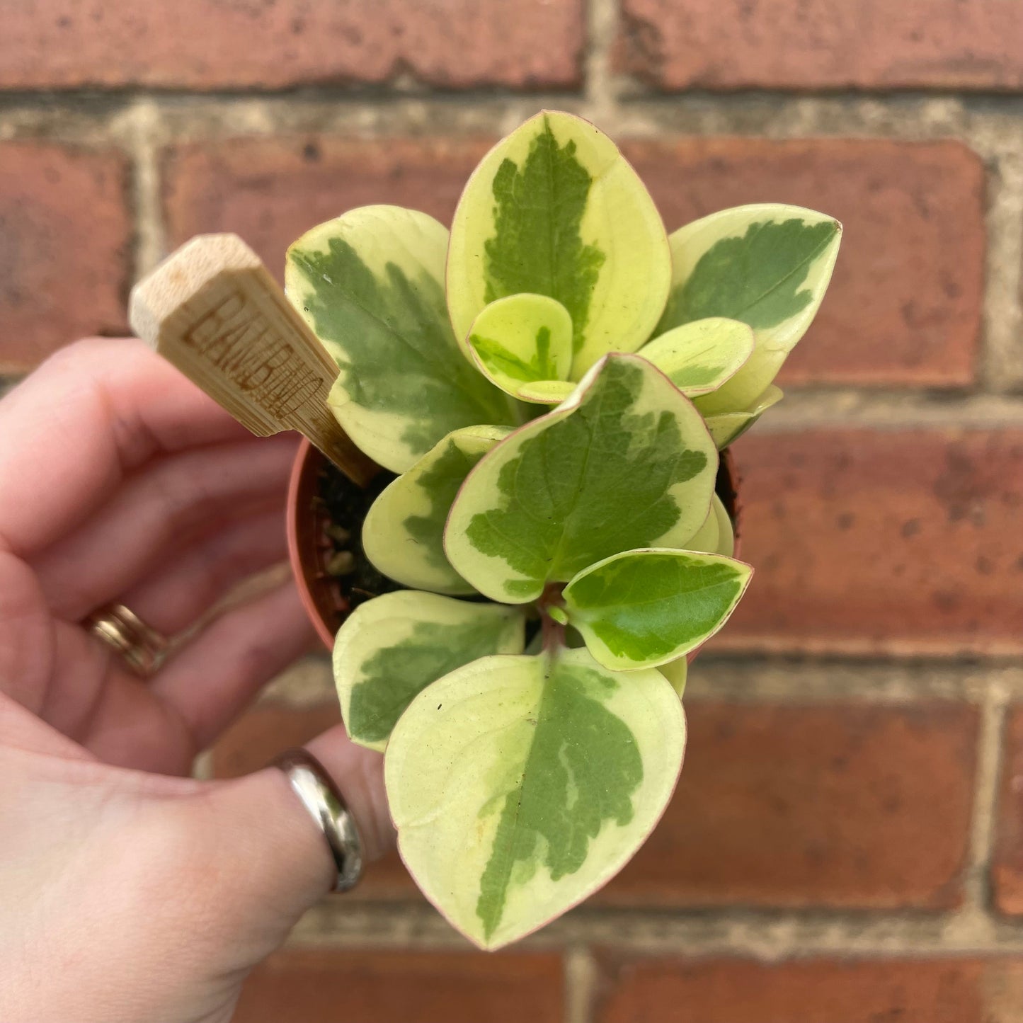 #houseplant## - #plantbaby#