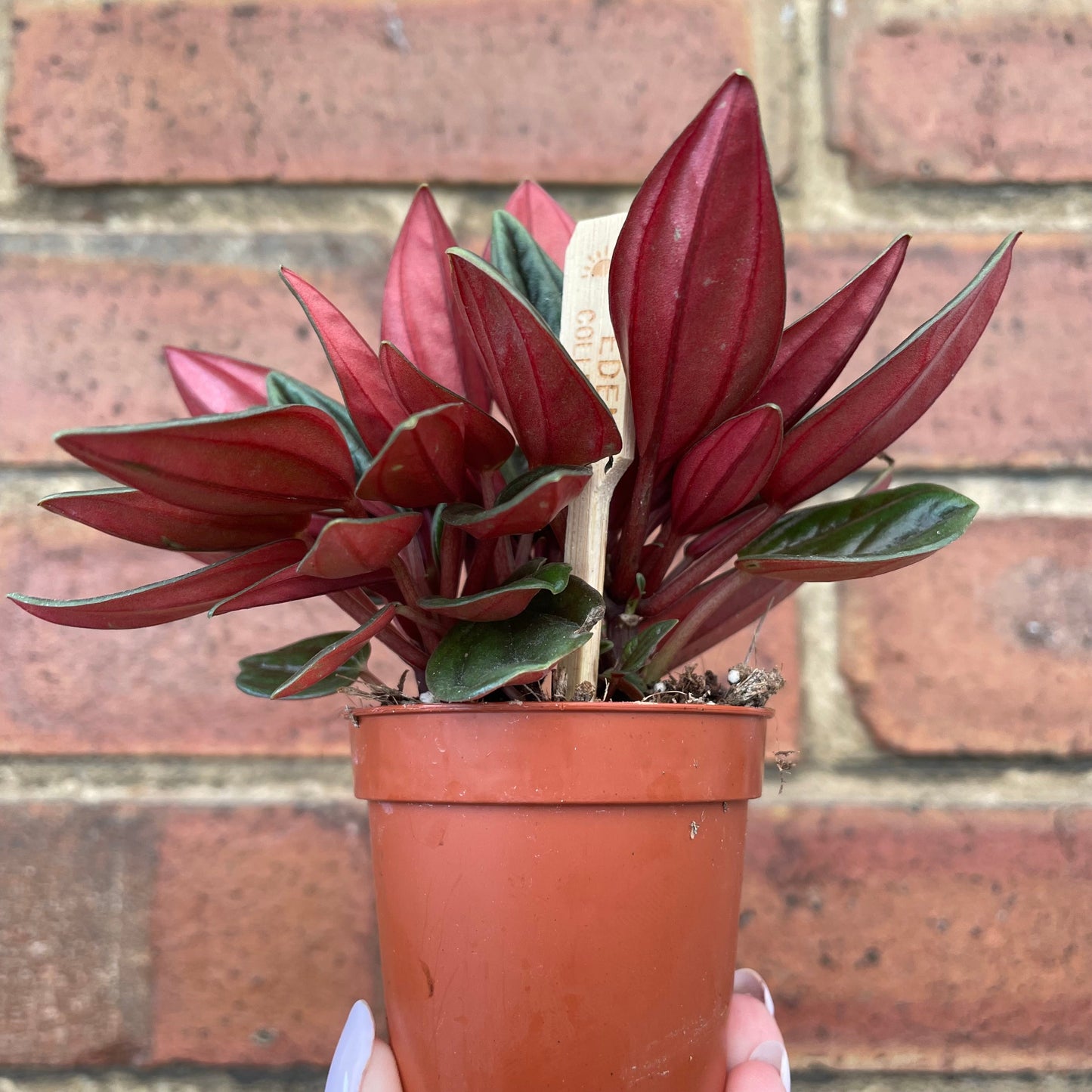 #houseplant## - #plantbaby#