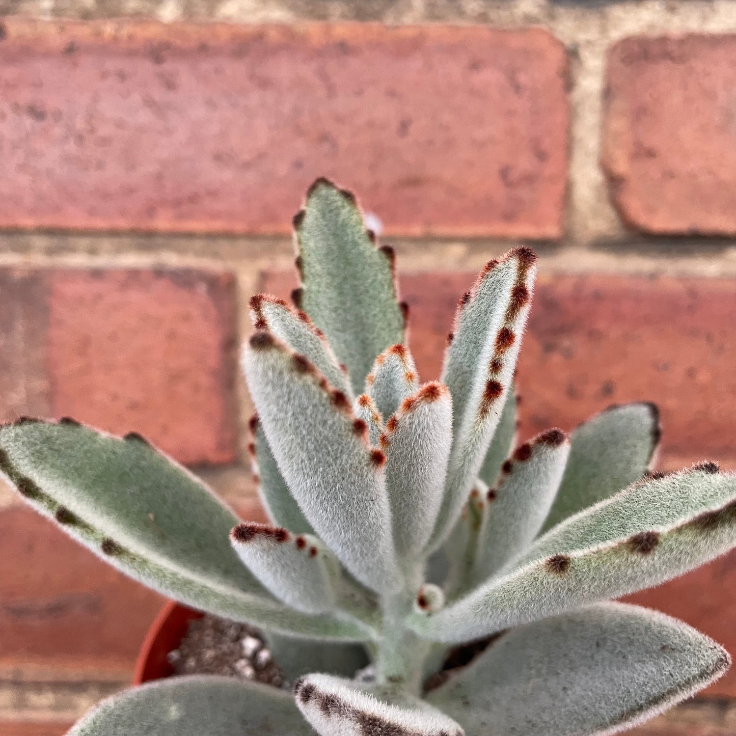 #houseplant## - #plantbaby#