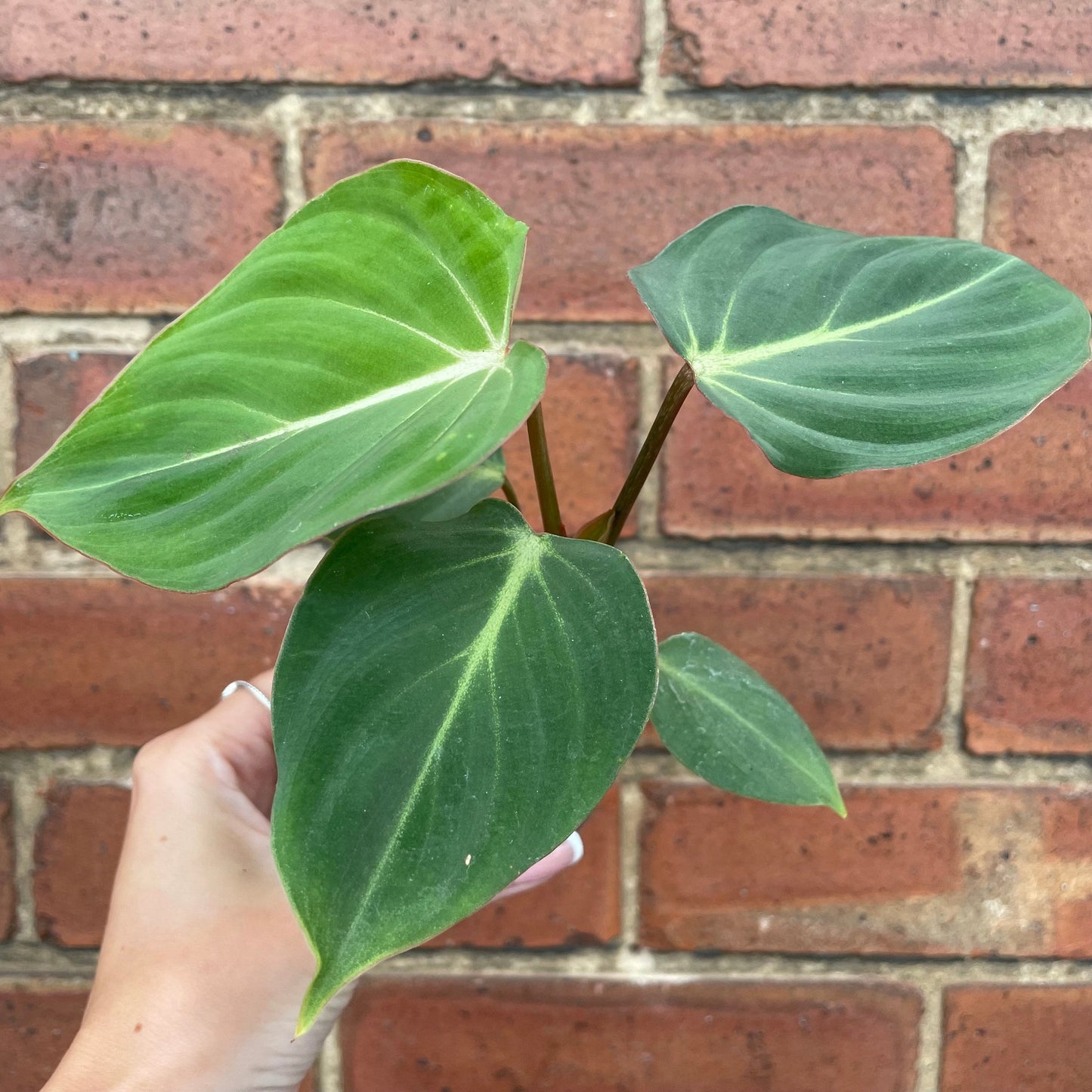 #houseplant## - #plantbaby#