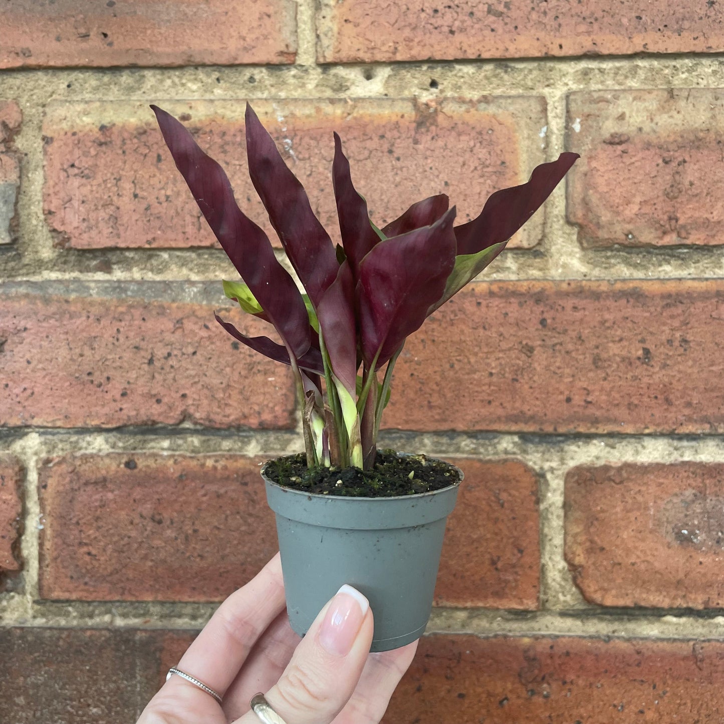 #houseplant## - #plantbaby#