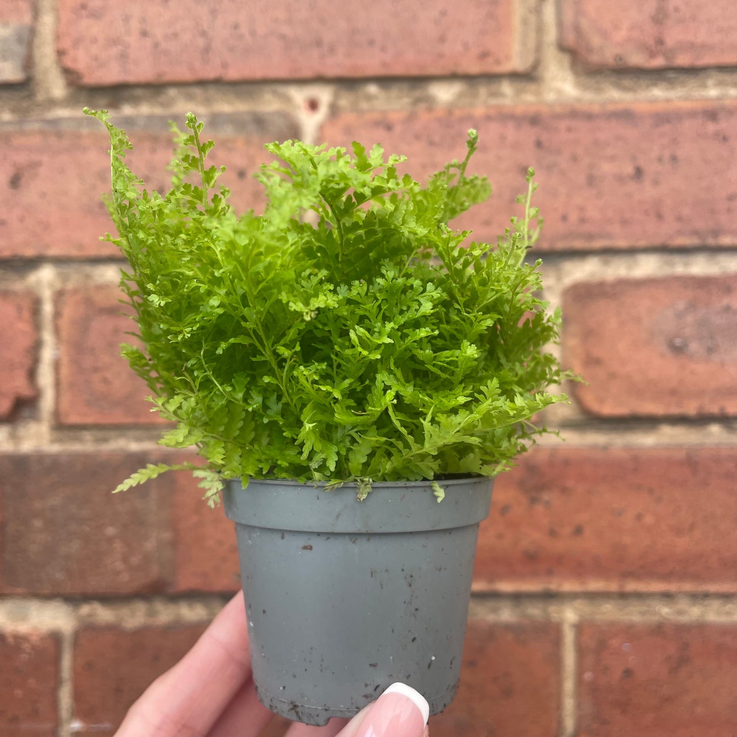 #houseplant## - #plantbaby#
