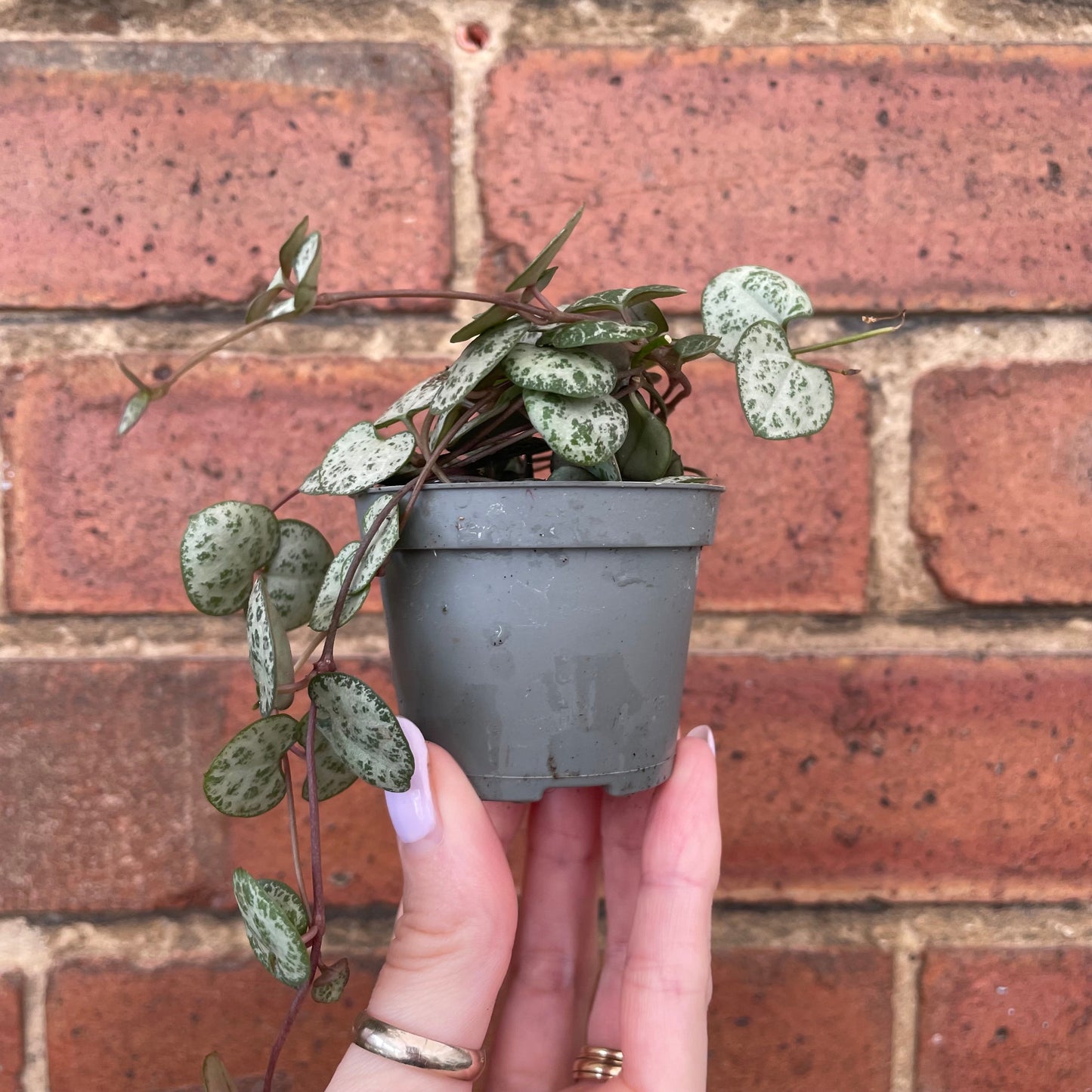 #houseplant## - #plantbaby#