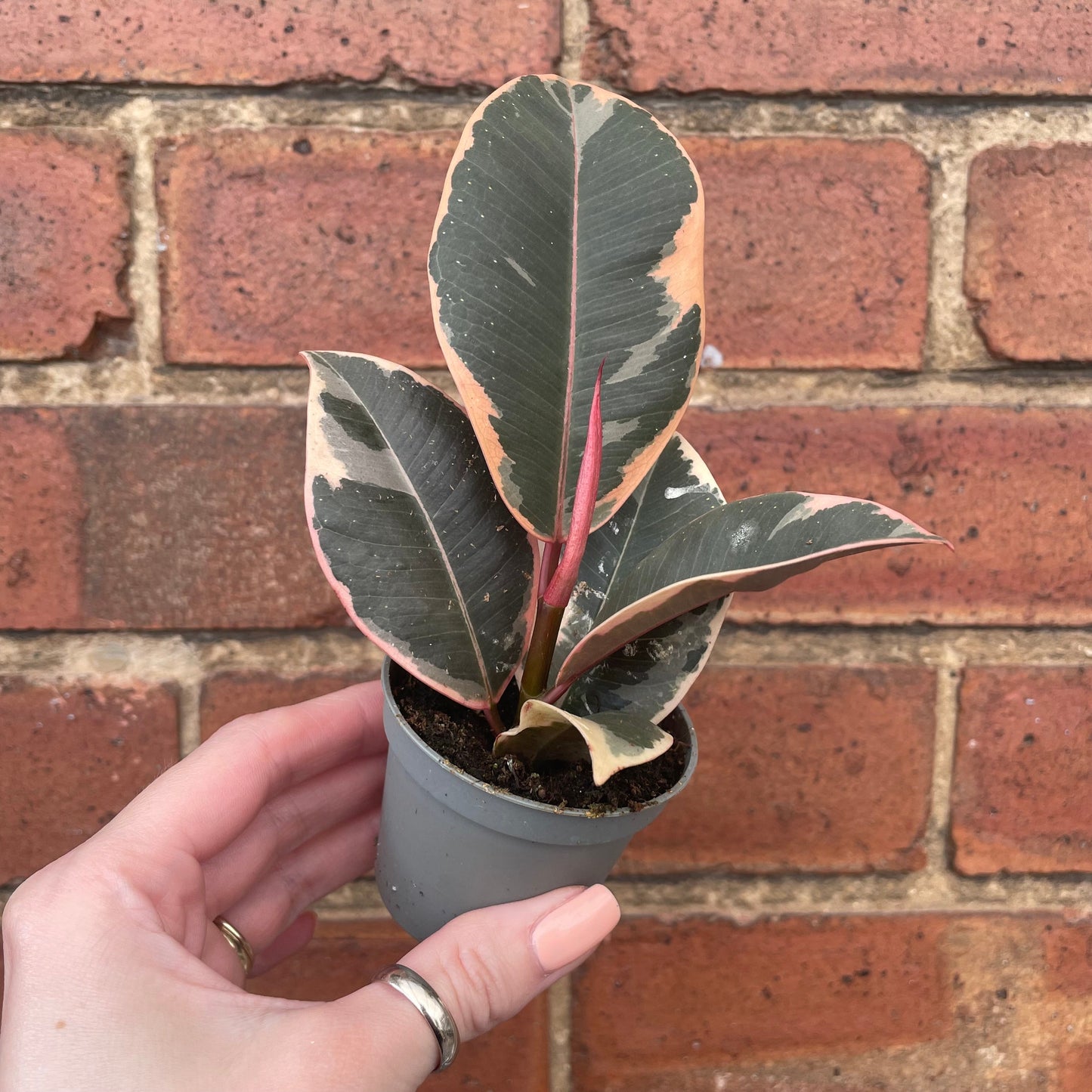 #houseplant## - #plantbaby#