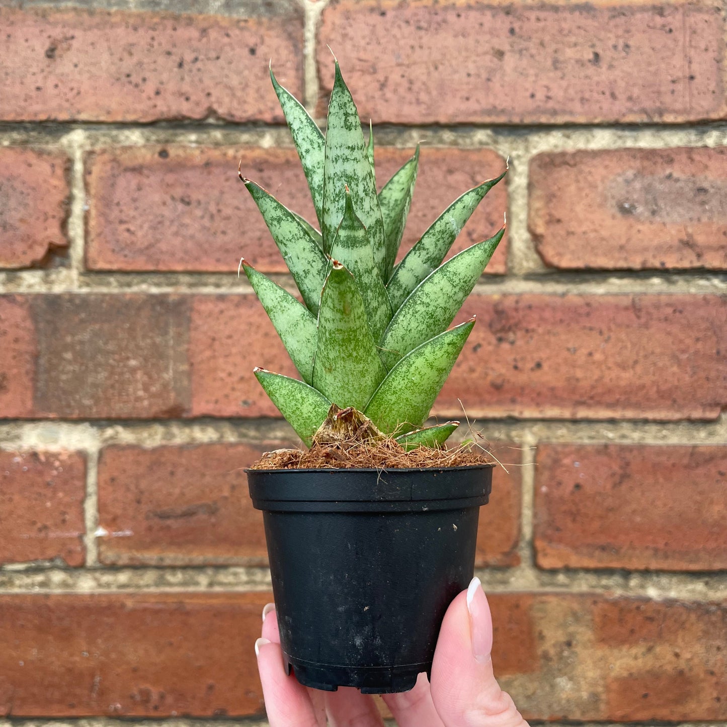 #houseplant## - #plantbaby#