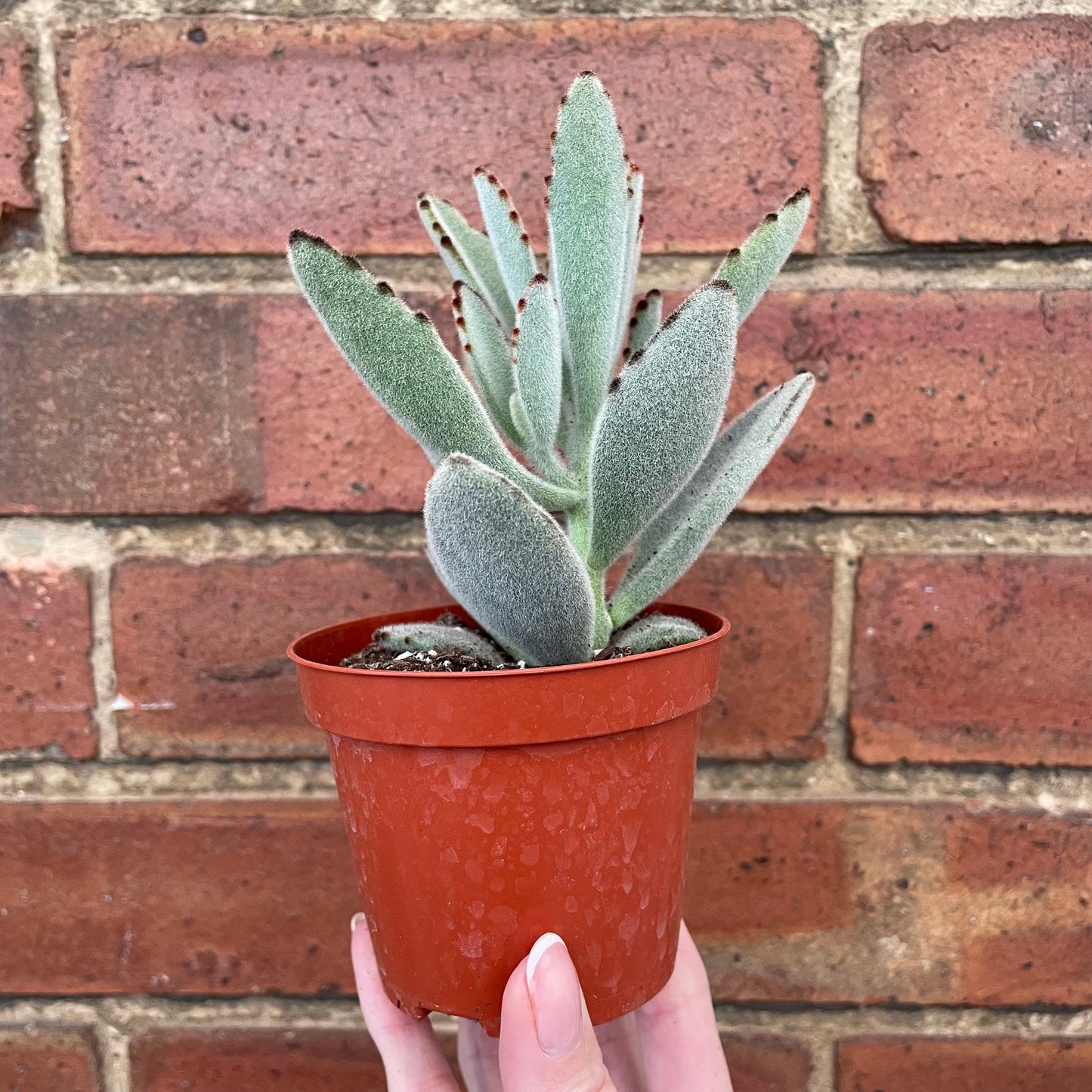 #houseplant## - #plantbaby#