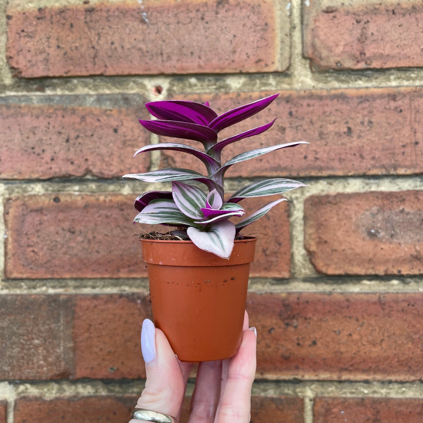 #houseplant## - #plantbaby#