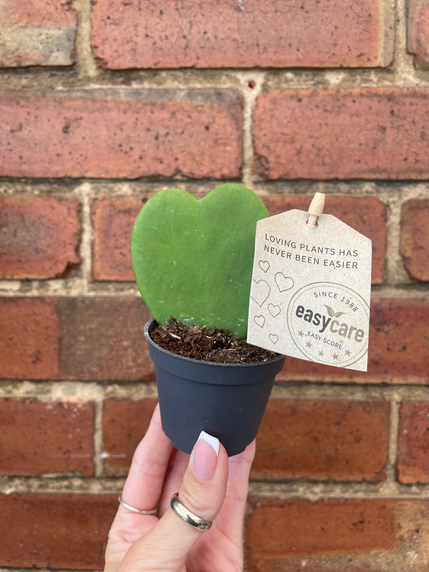 #houseplant## - #plantbaby#