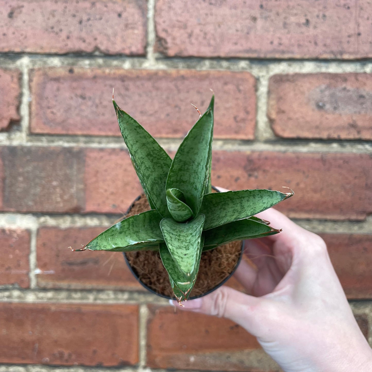 #houseplant## - #plantbaby#