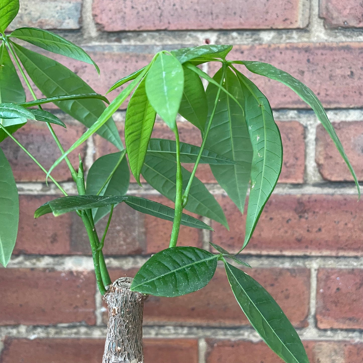 #houseplant## - #plantbaby#