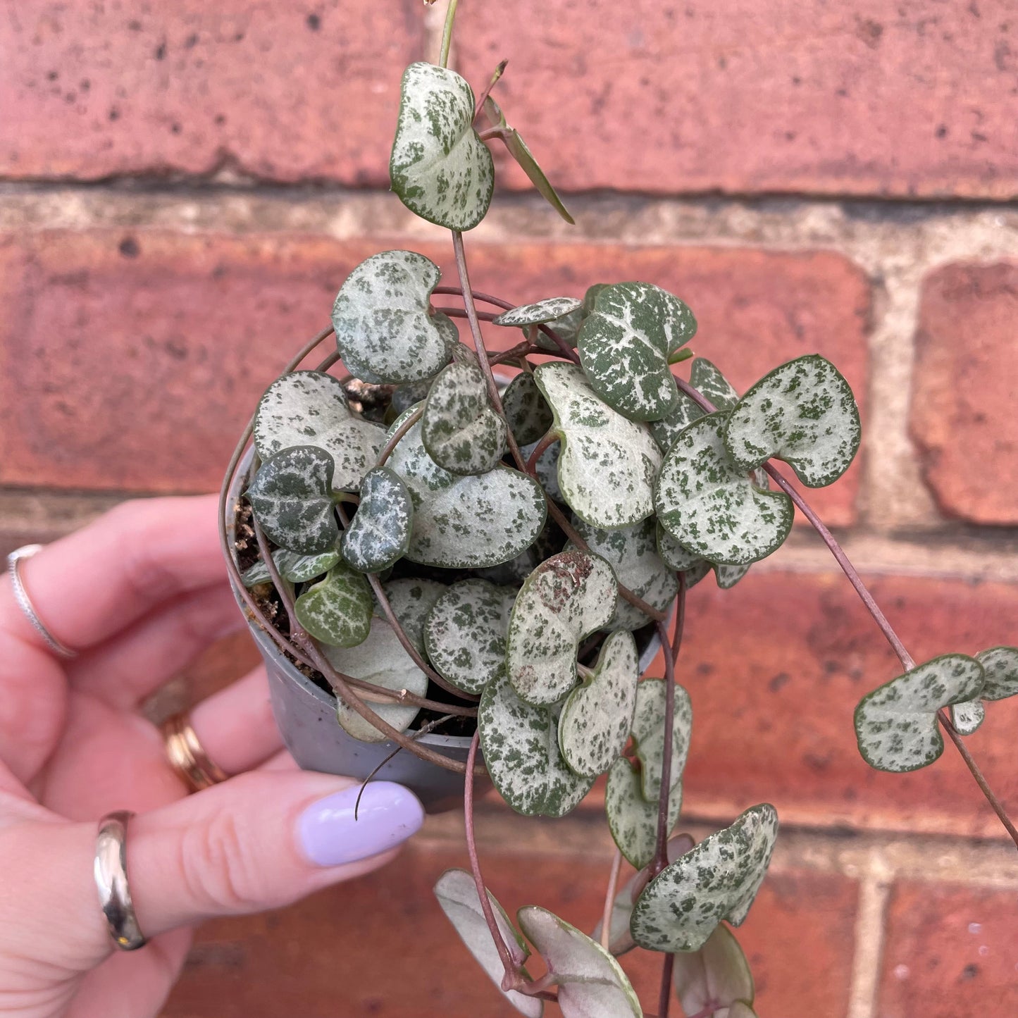 #houseplant## - #plantbaby#