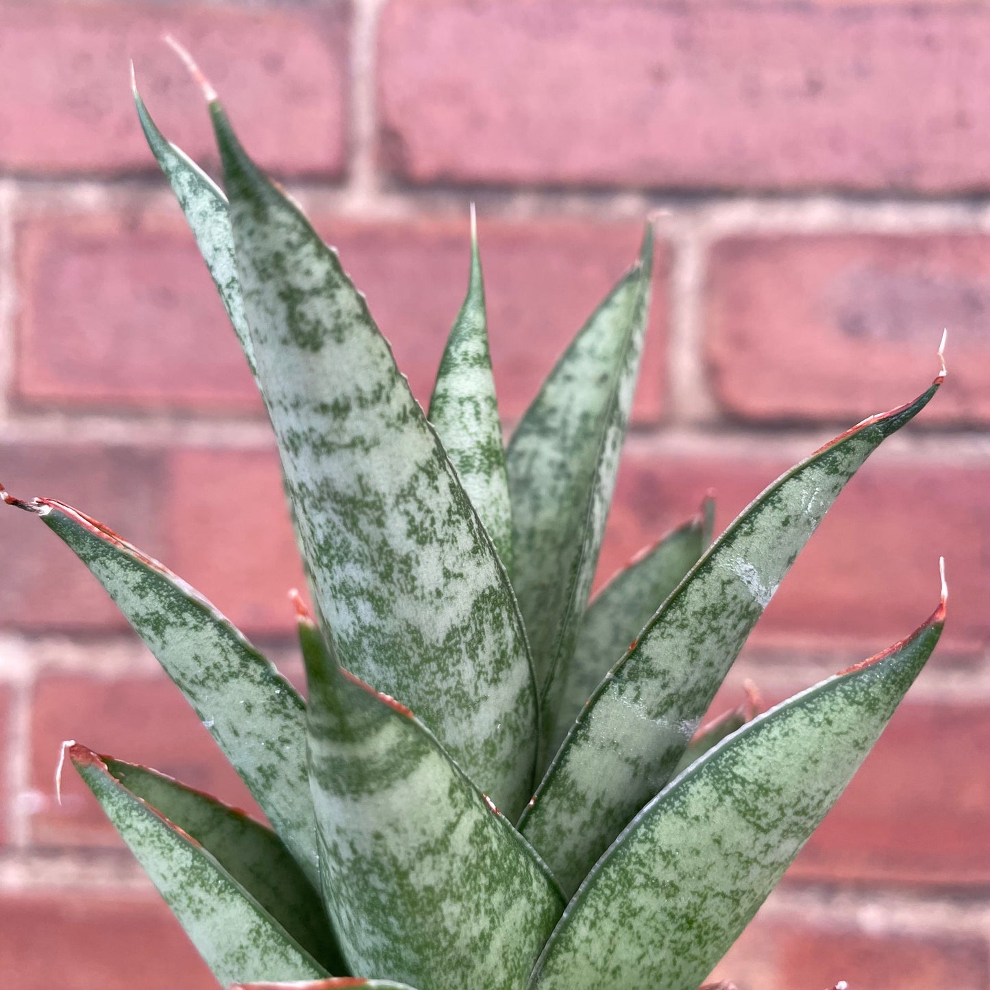 #houseplant## - #plantbaby#