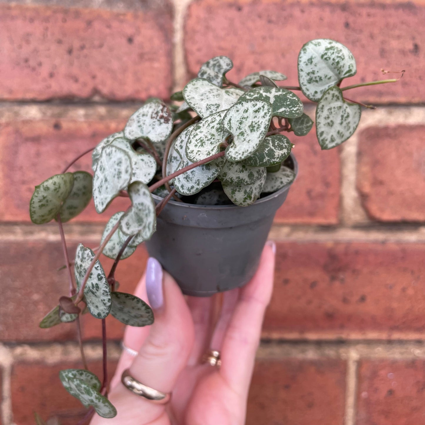 #houseplant## - #plantbaby#