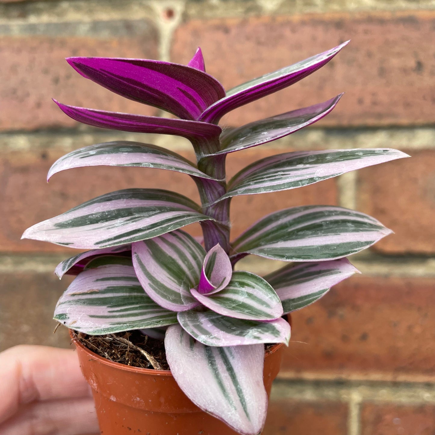 #houseplant## - #plantbaby#