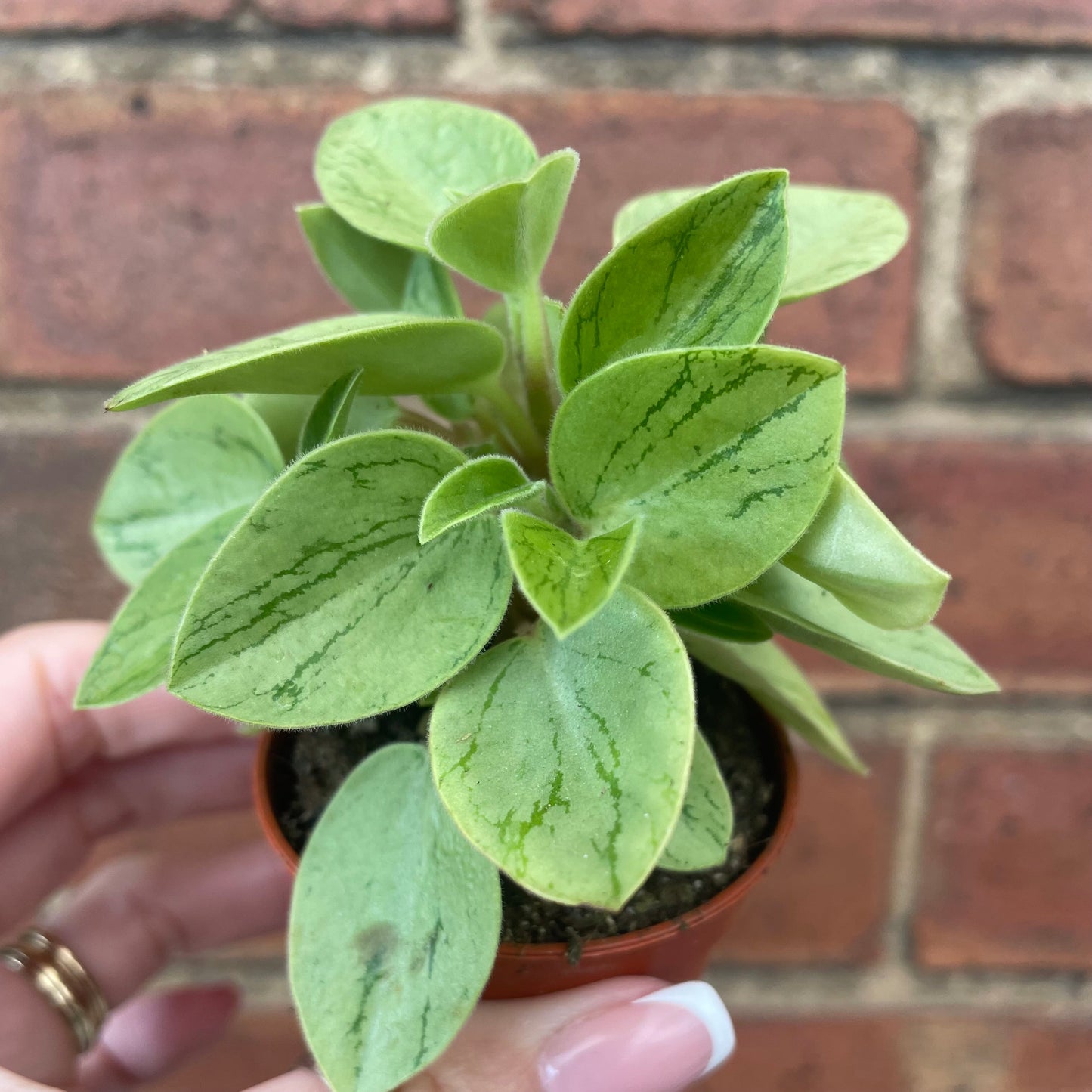 #houseplant## - #plantbaby#