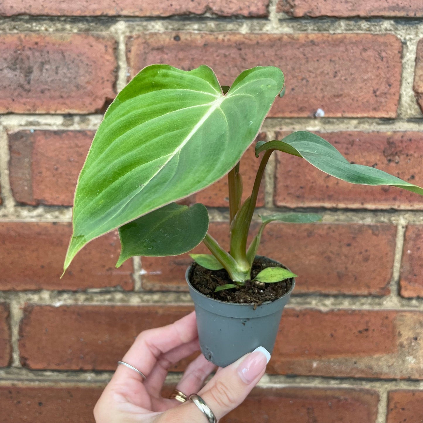 #houseplant## - #plantbaby#