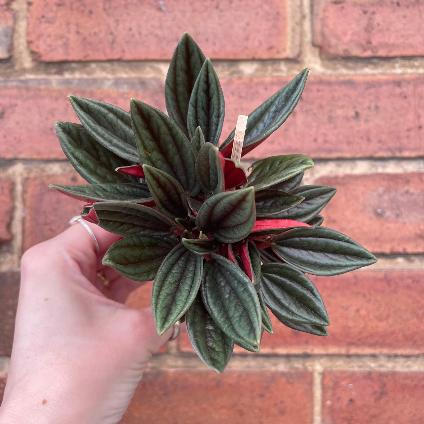 #houseplant## - #plantbaby#