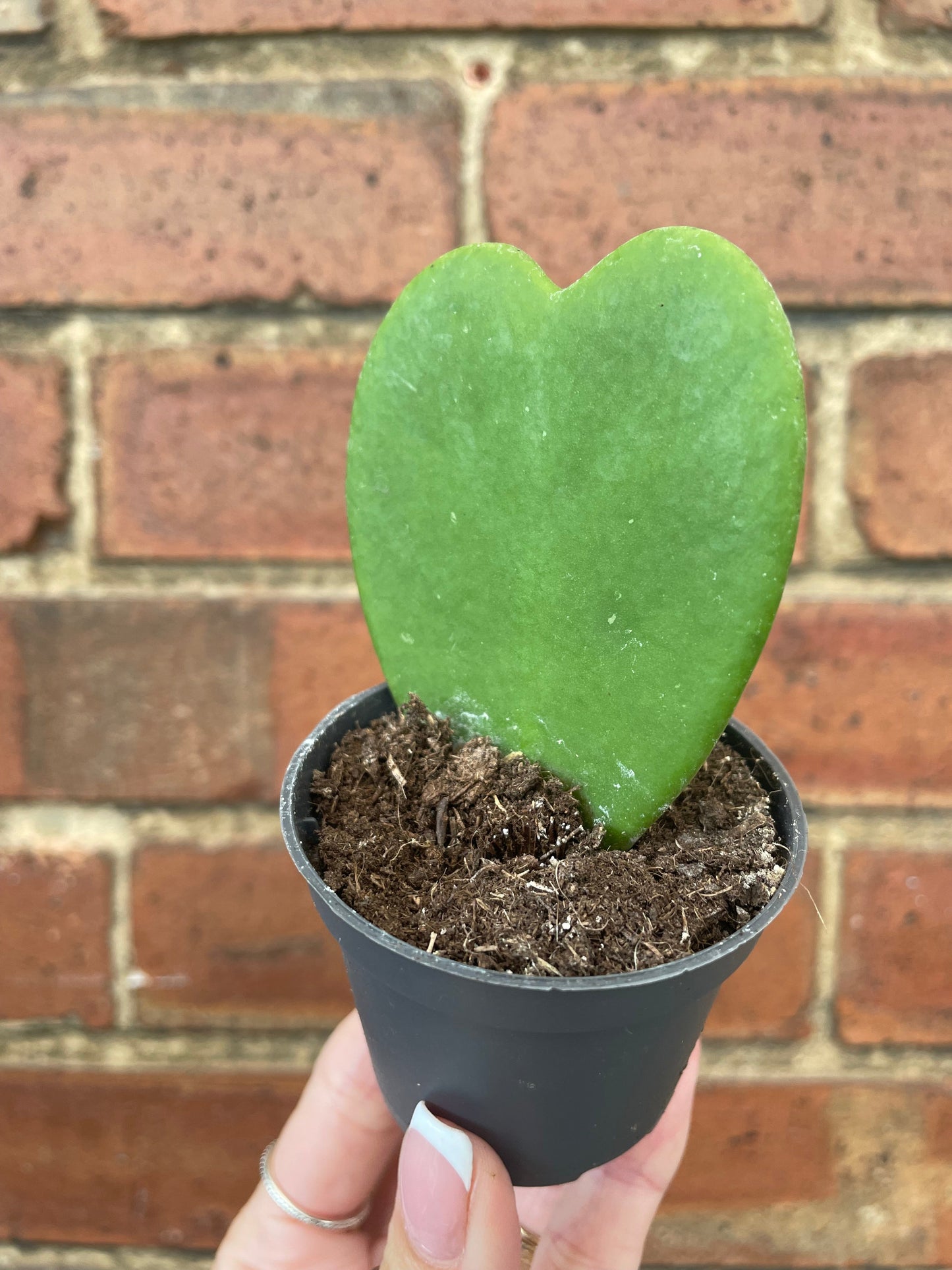 #houseplant## - #plantbaby#
