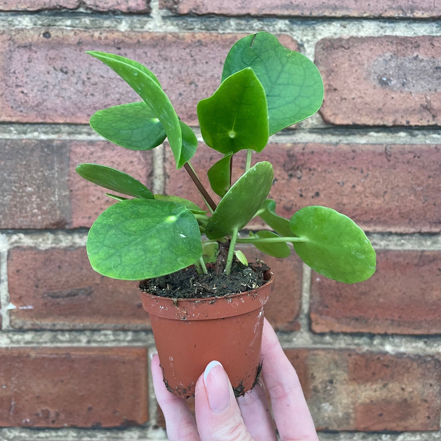 #houseplant## - #plantbaby#