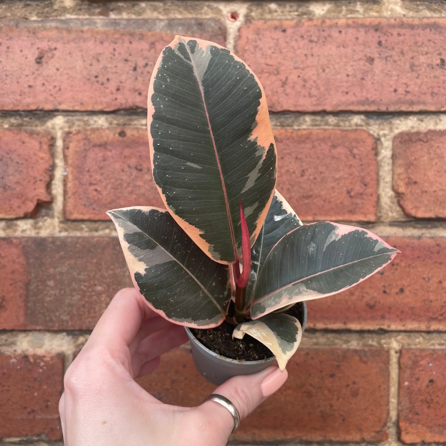 #houseplant## - #plantbaby#