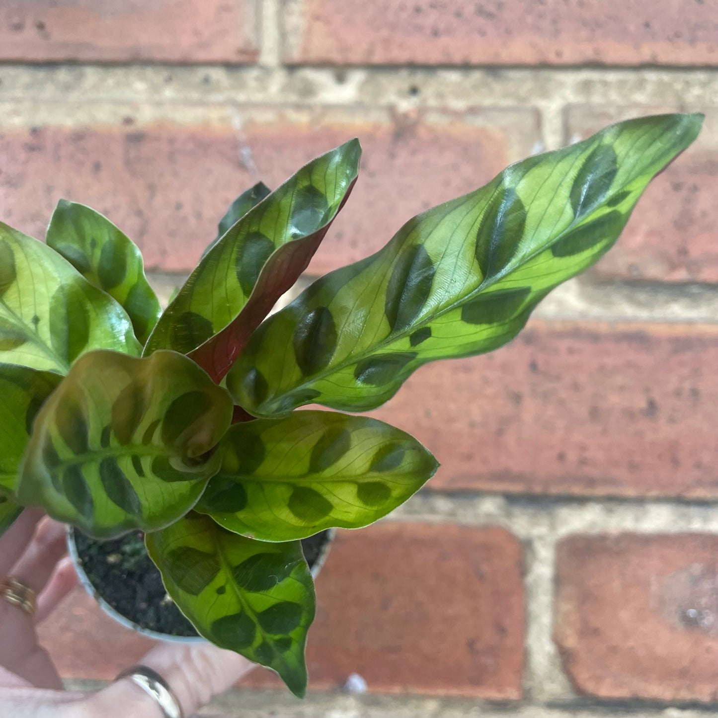 #houseplant## - #plantbaby#