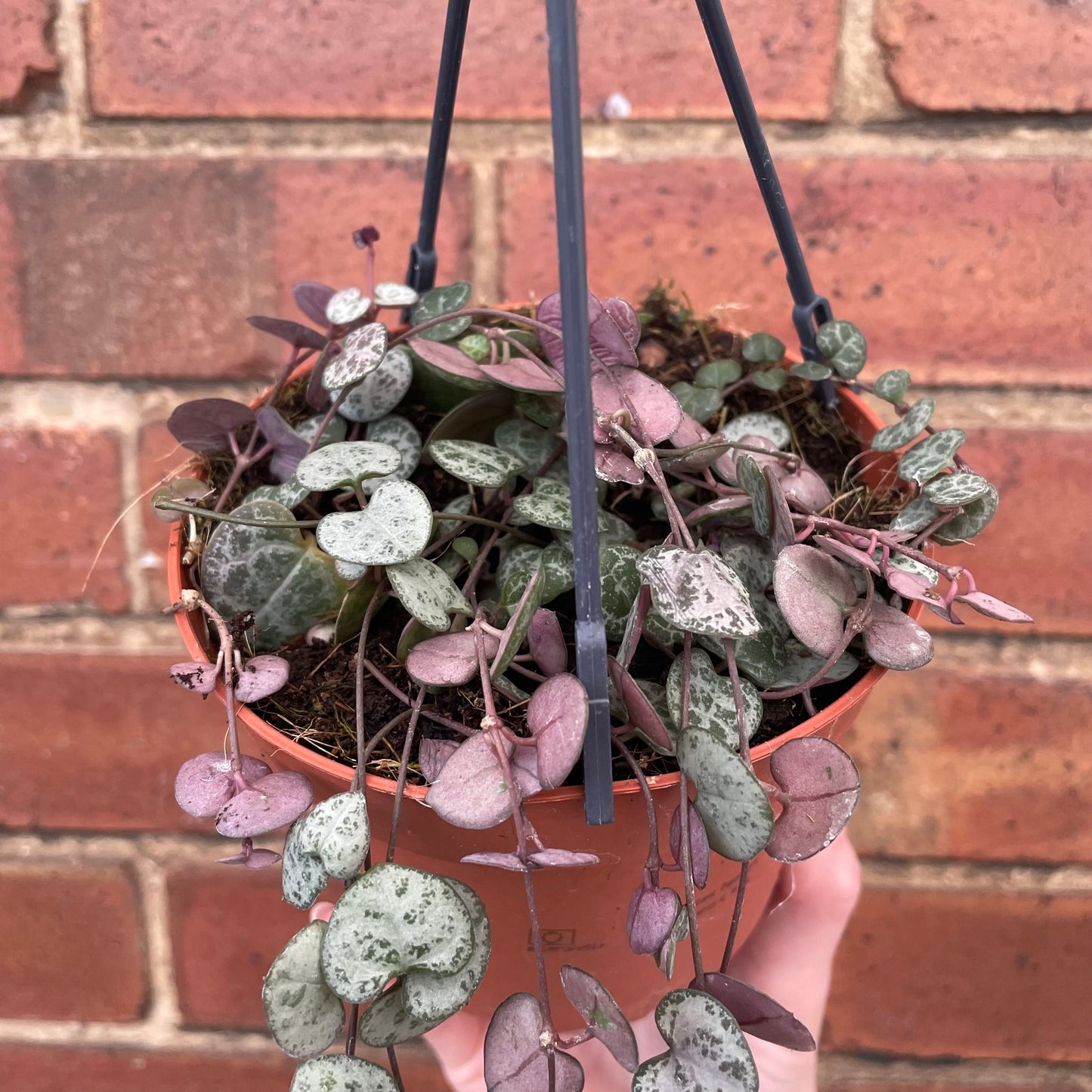 #houseplant## - #plantbaby#