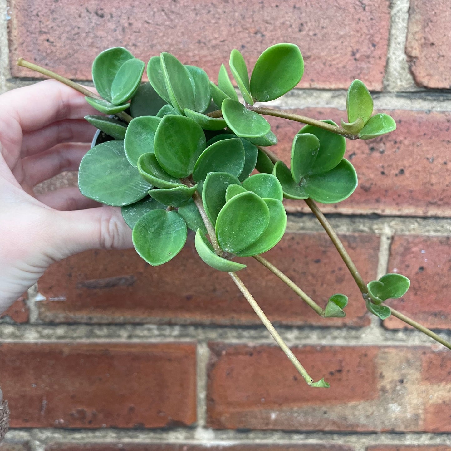 #houseplant## - #plantbaby#