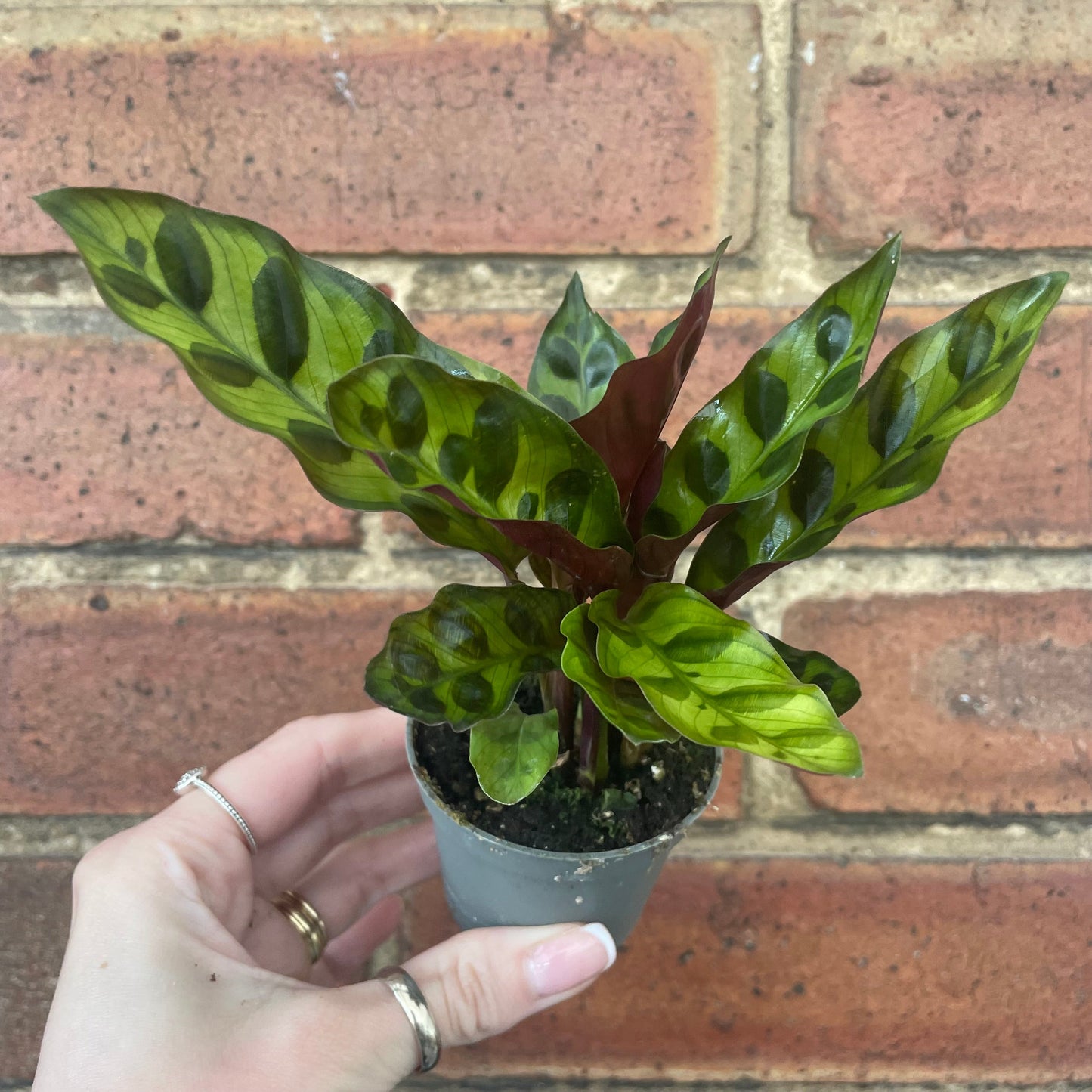 #houseplant## - #plantbaby#