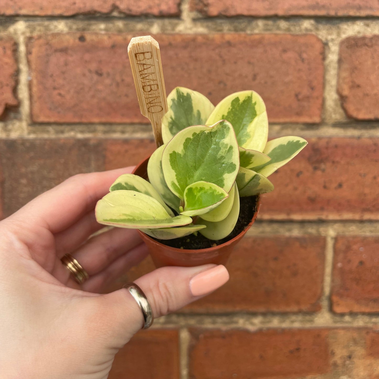 #houseplant## - #plantbaby#