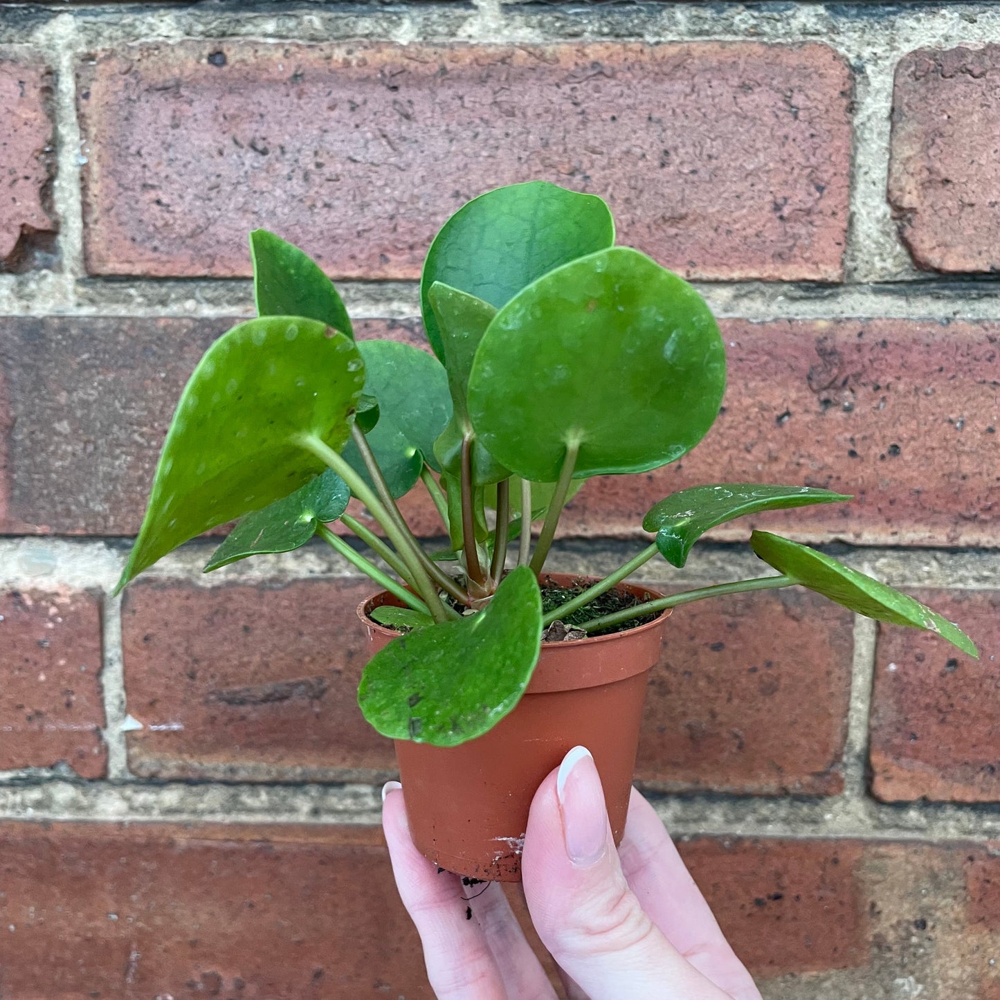 #houseplant## - #plantbaby#