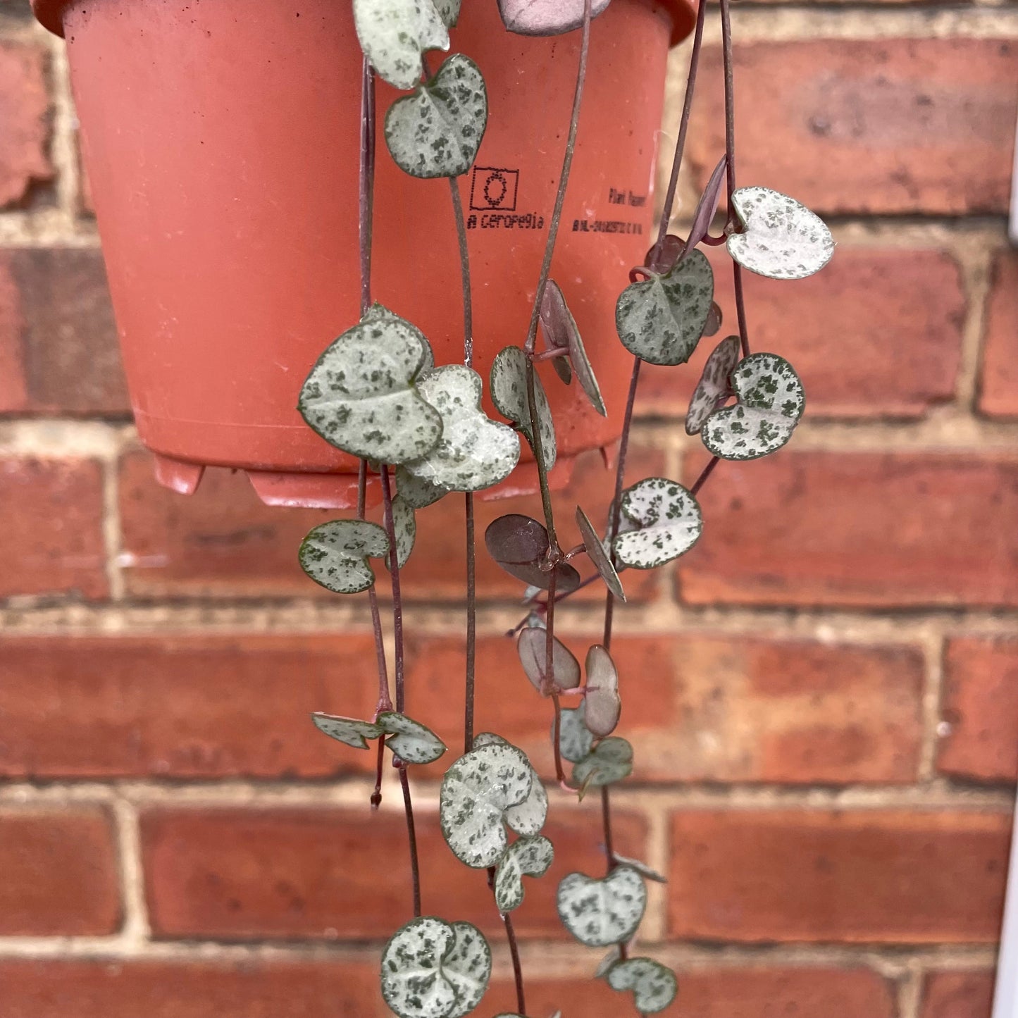 #houseplant## - #plantbaby#