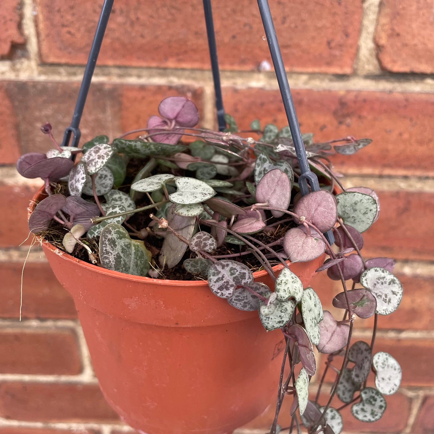 #houseplant## - #plantbaby#