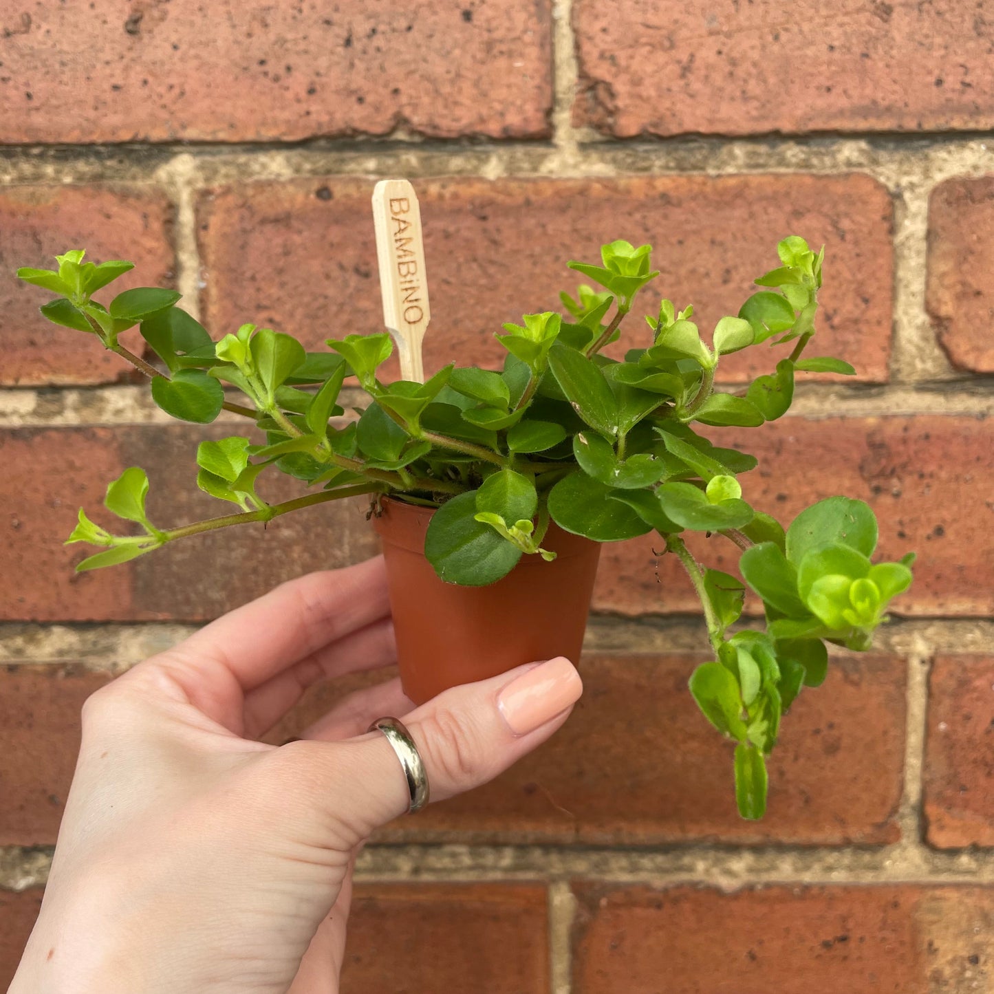 #houseplant## - #plantbaby#