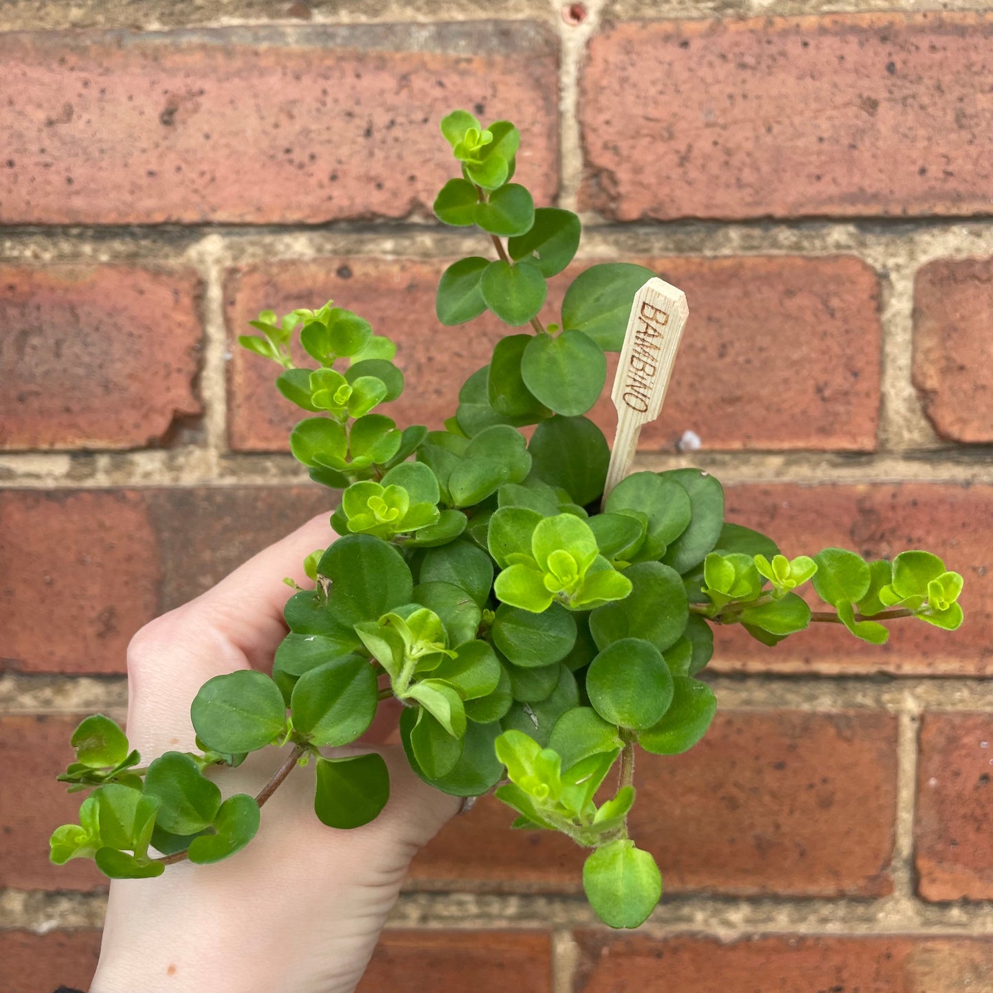 #houseplant## - #plantbaby#