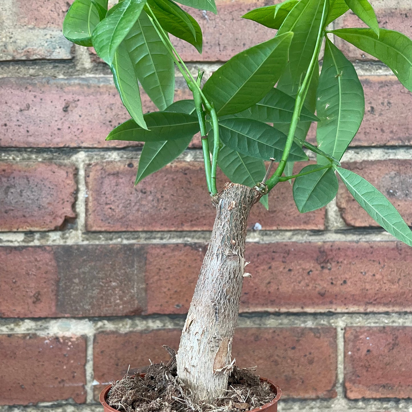 #houseplant## - #plantbaby#