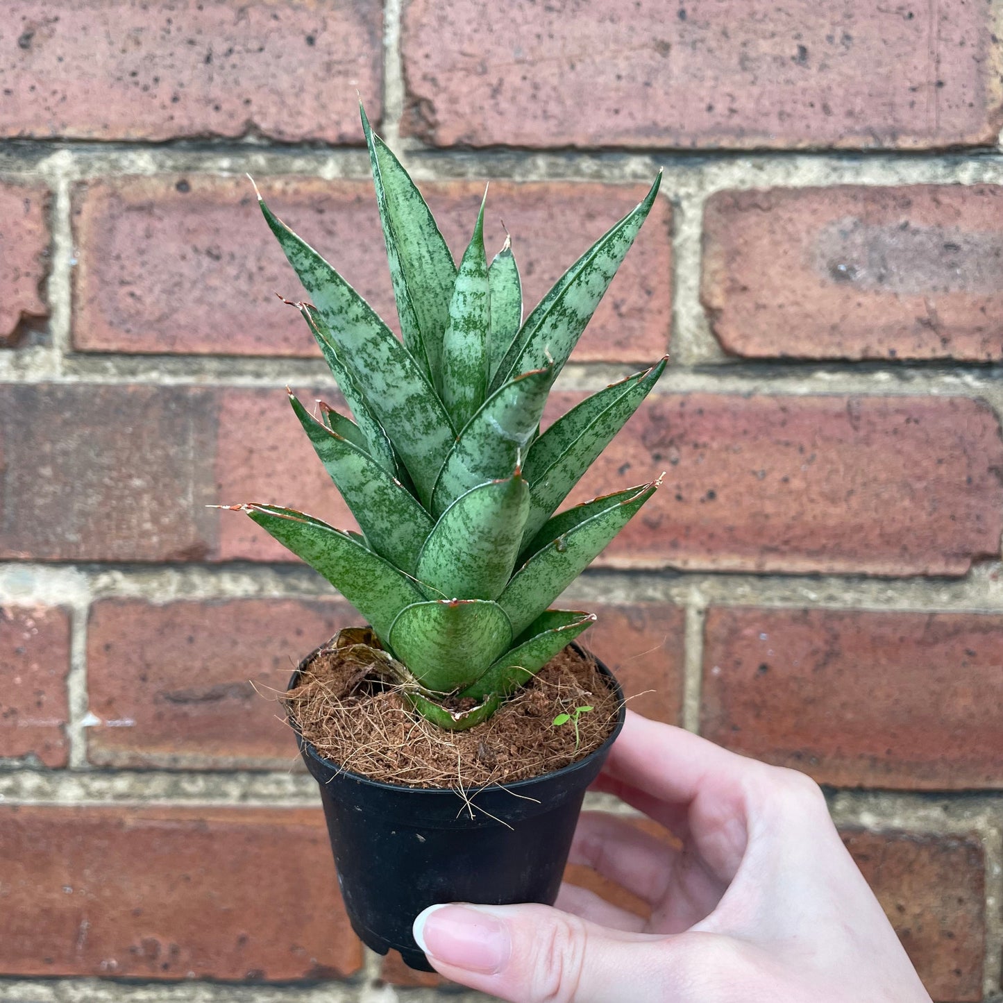 #houseplant## - #plantbaby#