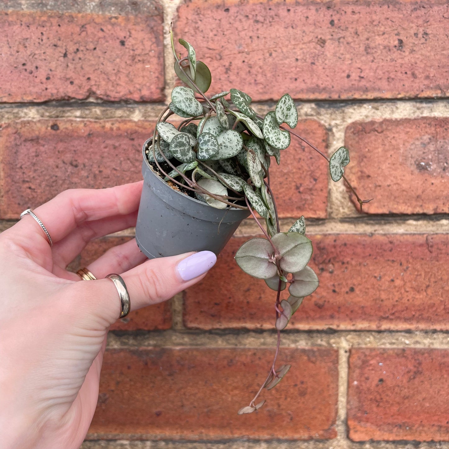 #houseplant## - #plantbaby#